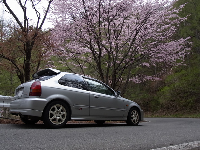 ぶどう峠のサクラ