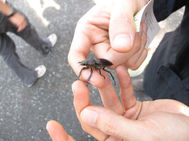 クワガタゲット