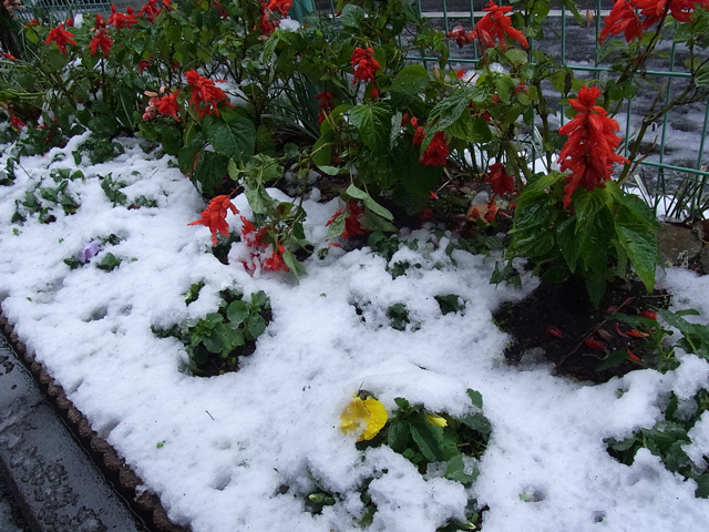 雪まみれの花壇