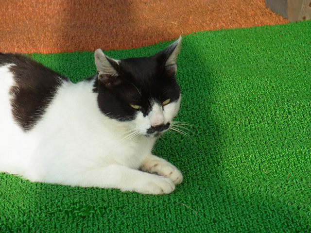 某スターリンみたいな猫