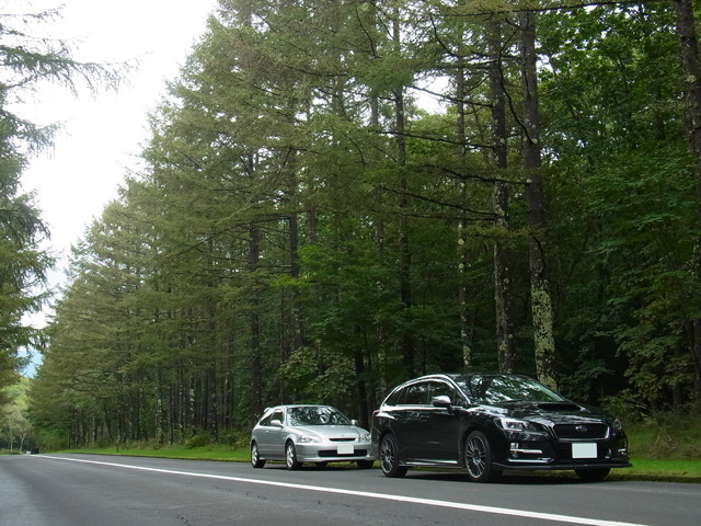 カラマツ並木道