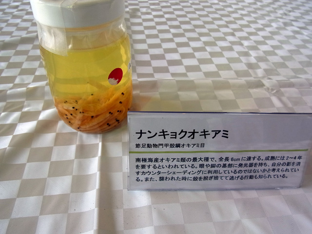 ナンキョクオキアミ