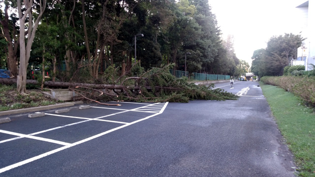 駐車場の倒木