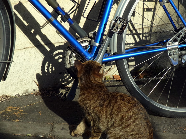 猫メカニックの点検その2