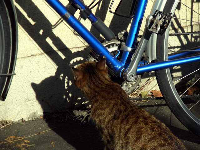 猫メカニックの点検その4