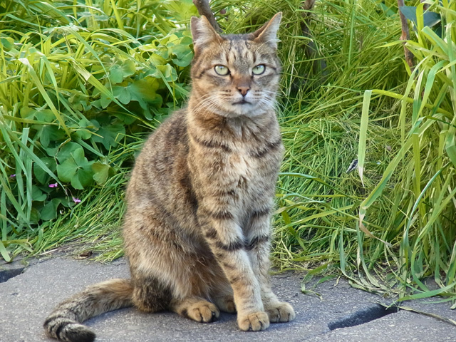 猫メカニックのドヤ顔