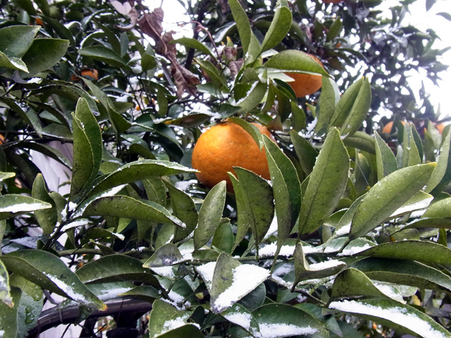 ホンモノの湘南色