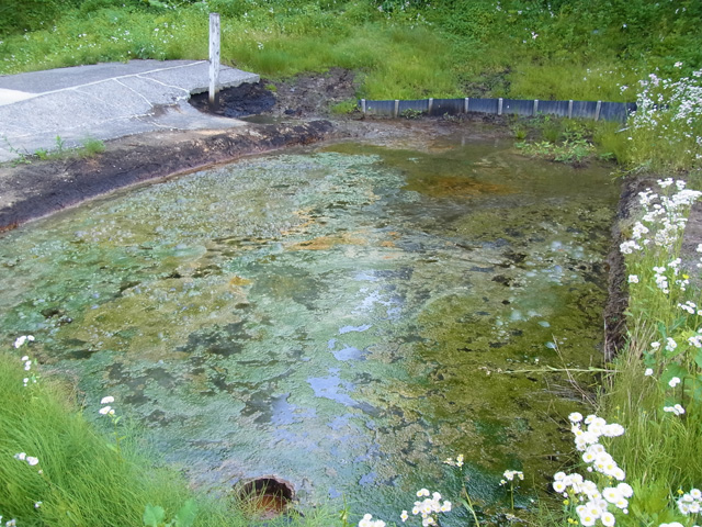 草生水献上場の沼地