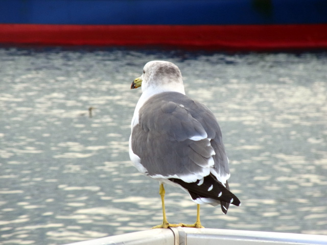 疲れた背中のウミネコ氏