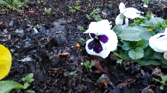 パンジーと霜柱