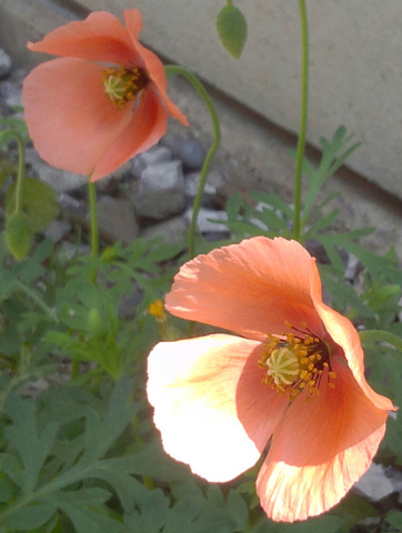 ナガミヒナゲシ