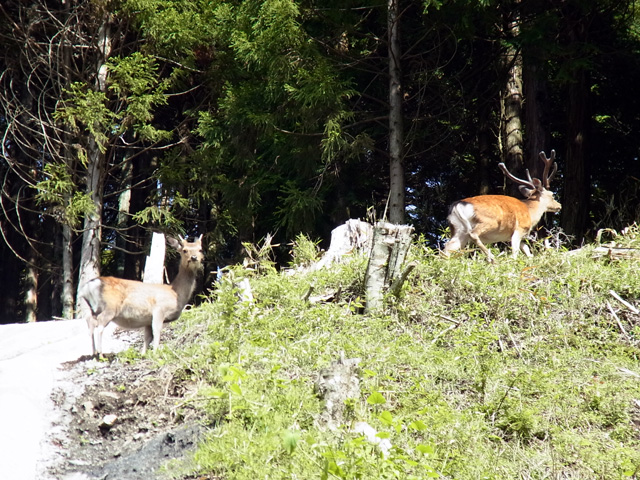 野良鹿発見