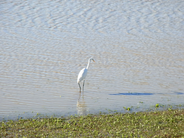 餌を探すサギ発見