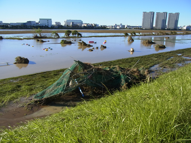 流されてきたネット