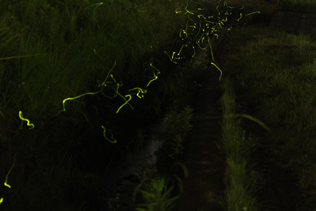 ゲンジボタルの群舞