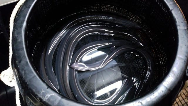 生きているうなぎ