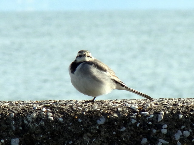 こちらを監視するハクセキレイ