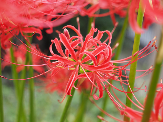 2020年の彼岸花その1