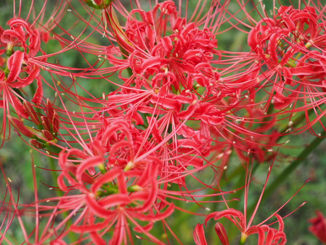 2020年の彼岸花その2、群生