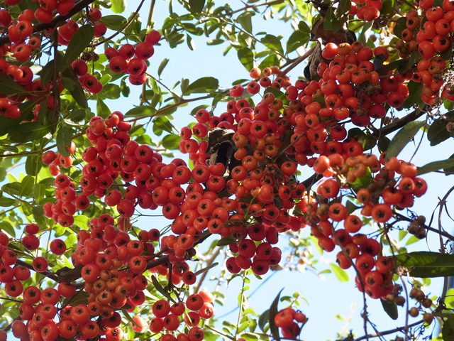 トキワサンザシ