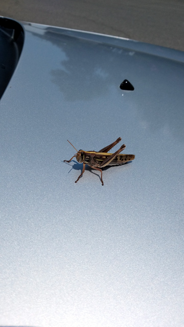 ボンネットにバッタ