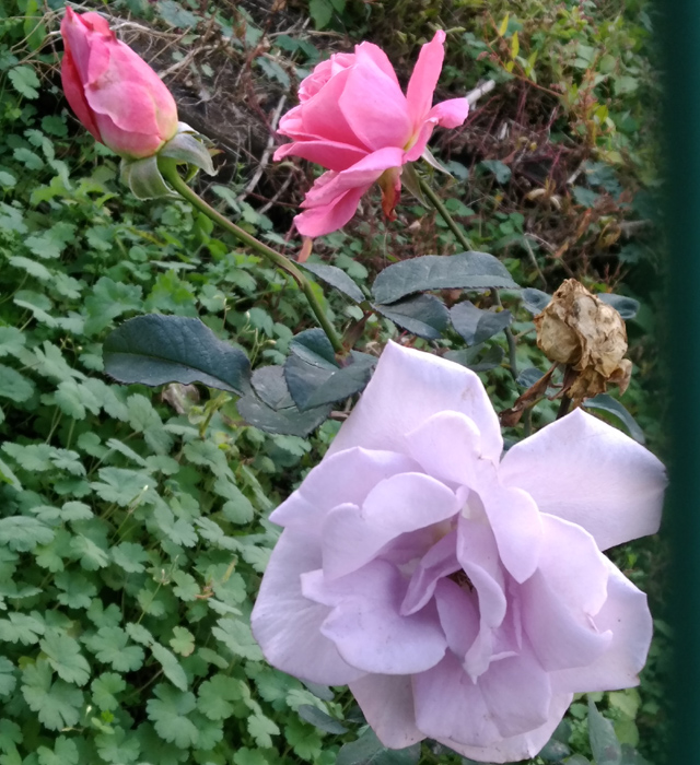 国道357号沿いの秋バラ