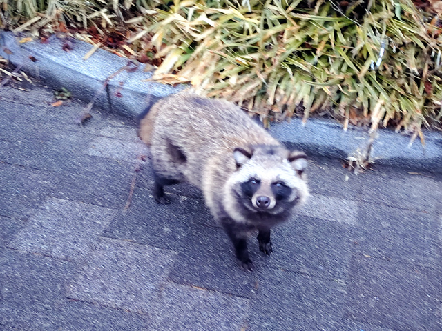 生きているタヌキ
