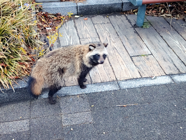 歩き回るタヌキ